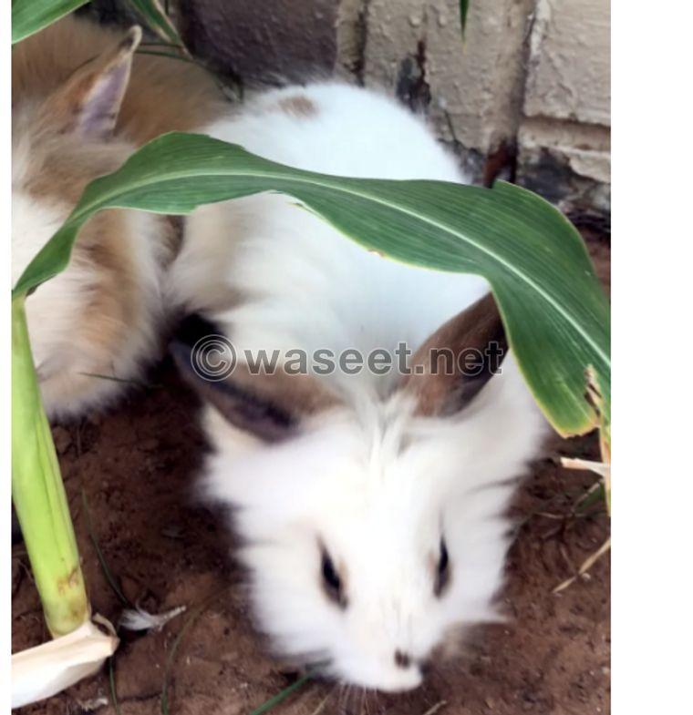 Strong rabbits for sale 1