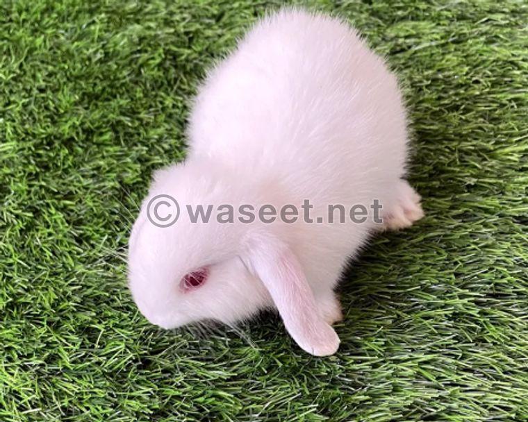 Lob pure rabbits for sale 0