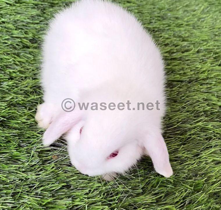 Lob pure rabbits for sale 1