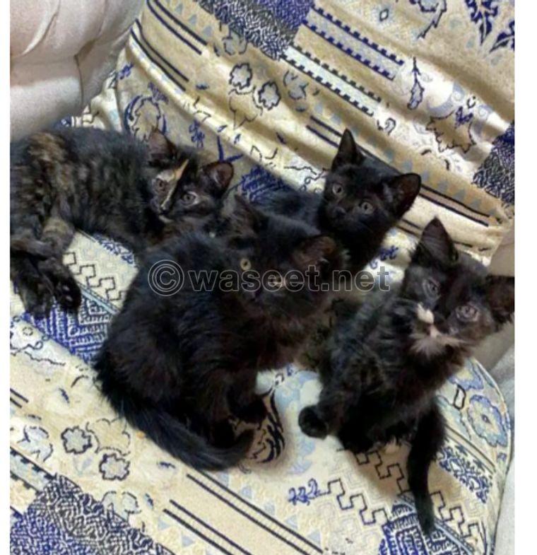 Four Persian kittens for sale 0