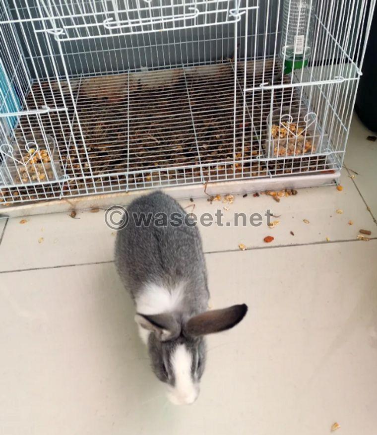 Two rabbits for sale with a cage 0
