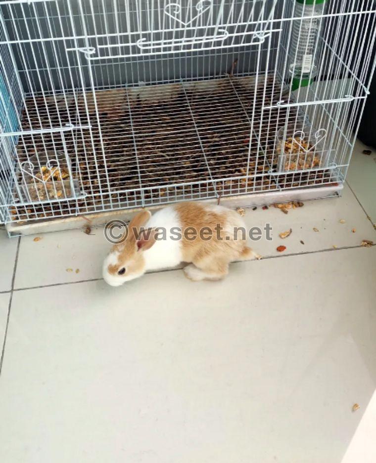 Two rabbits for sale with a cage 1