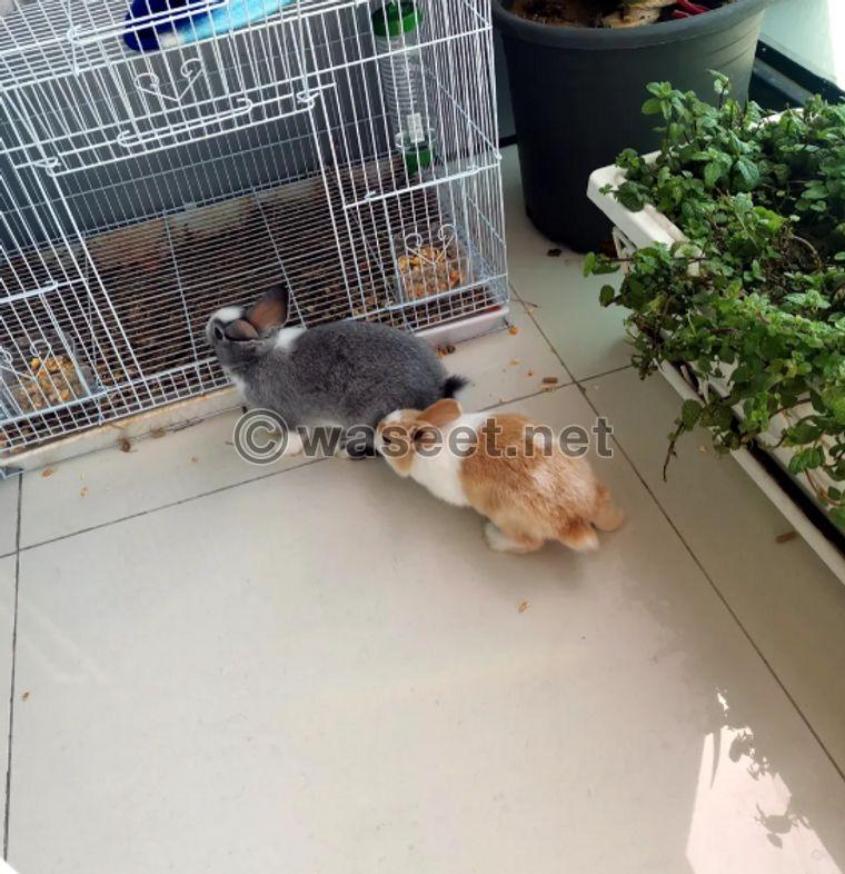 Two rabbits for sale with a cage 2