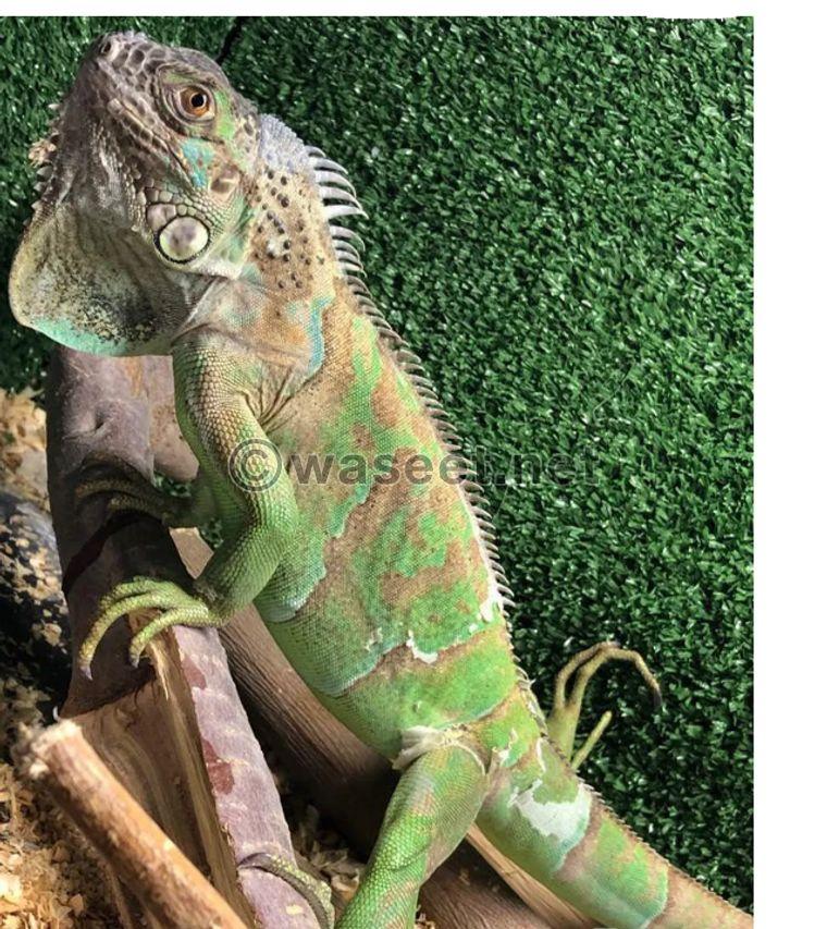 Green iguanas for sale 0
