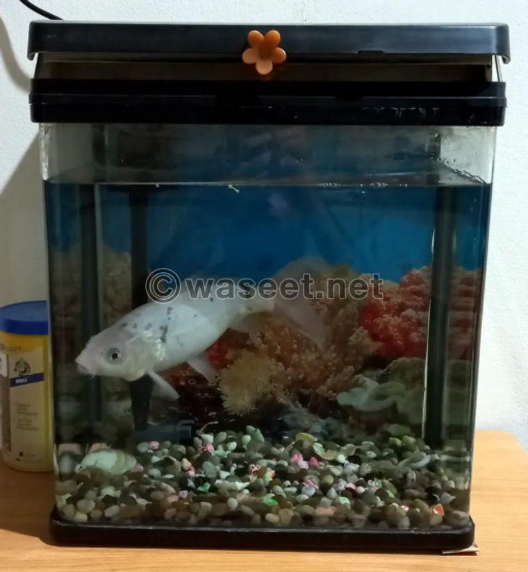 fish with aquarium 0