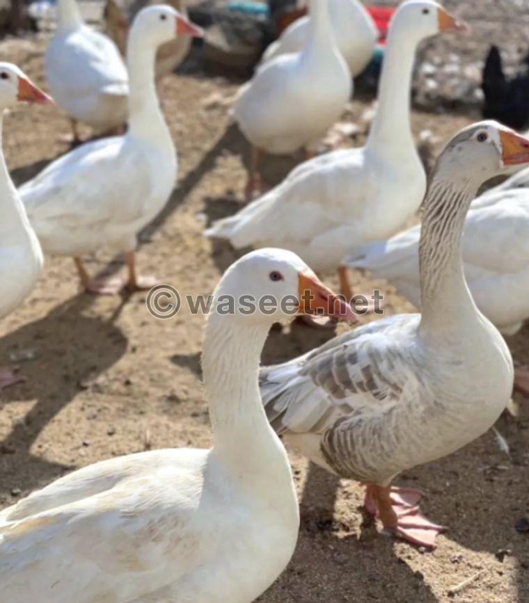 Geese are males and females for sale 0