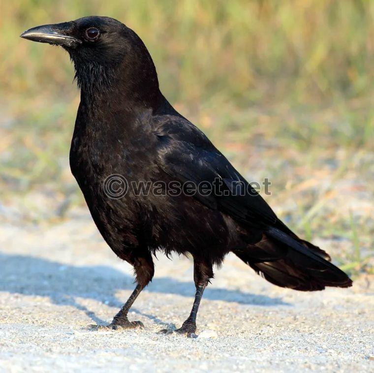 The lumbering jumbo crow 0