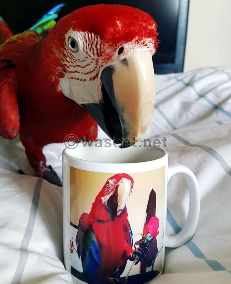 Parrot for sale 1