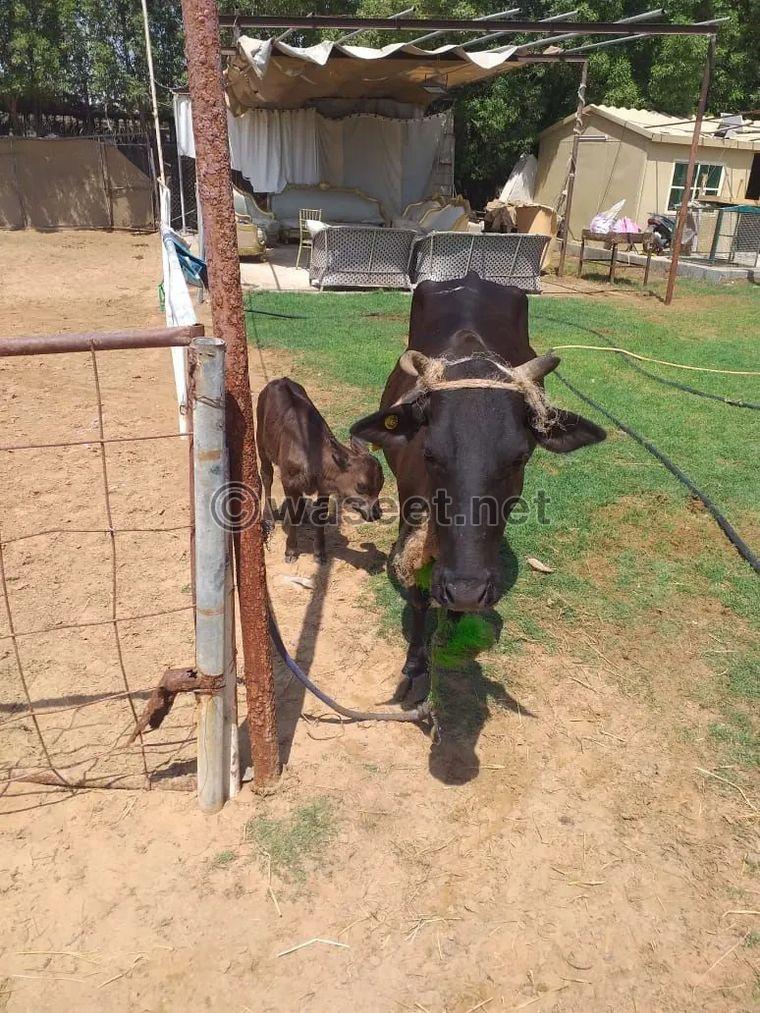 Cow with calf for sale 0