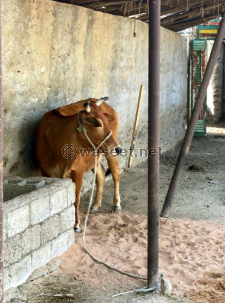Hybrid cow for sale 1