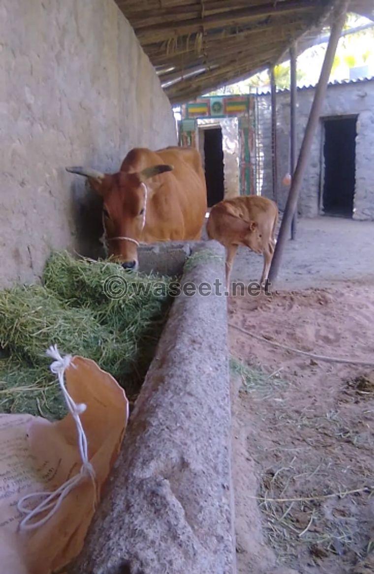 Hybrid cow for sale 4