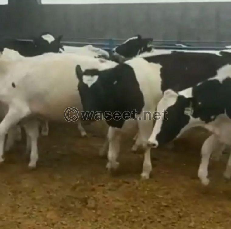 German Holstein cow 1