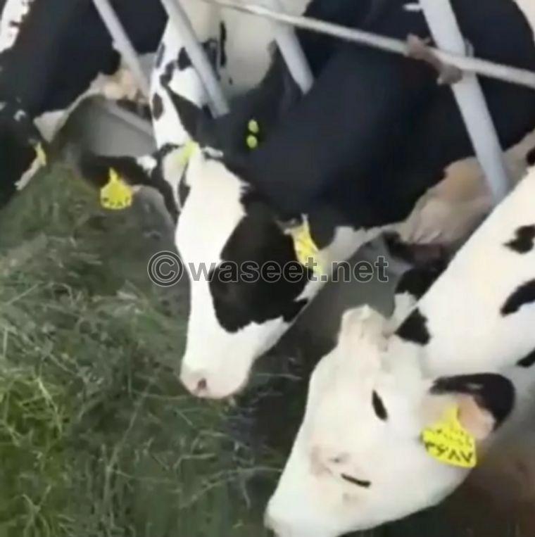 German Holstein cow 2
