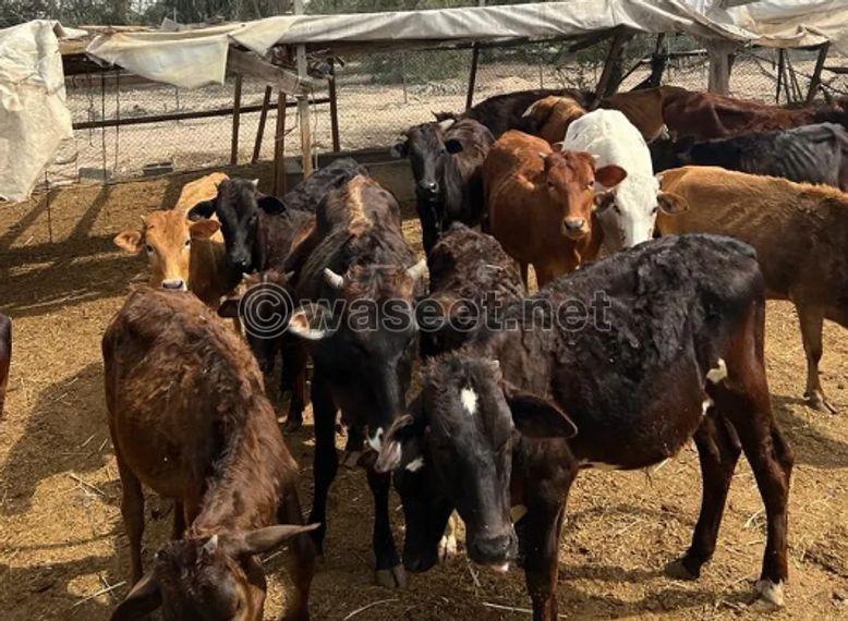 Local cows and calves for sale 0