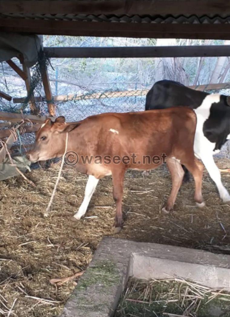 Local cows and calves for sale 1