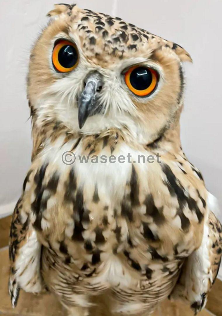 Rare owl for sale 0
