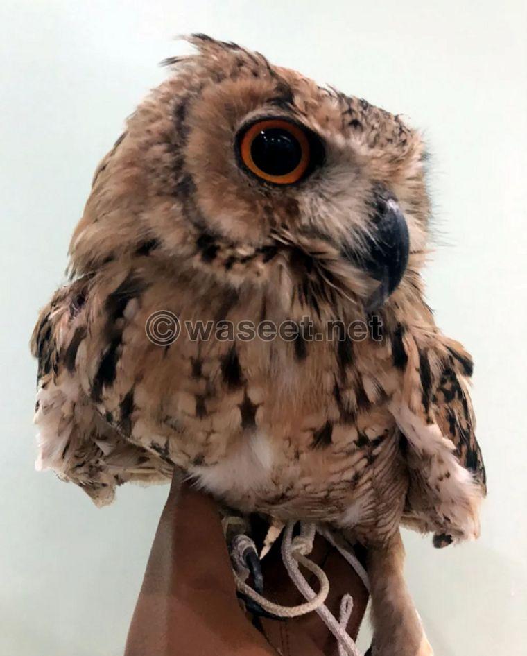 Very cute eagle owl 0