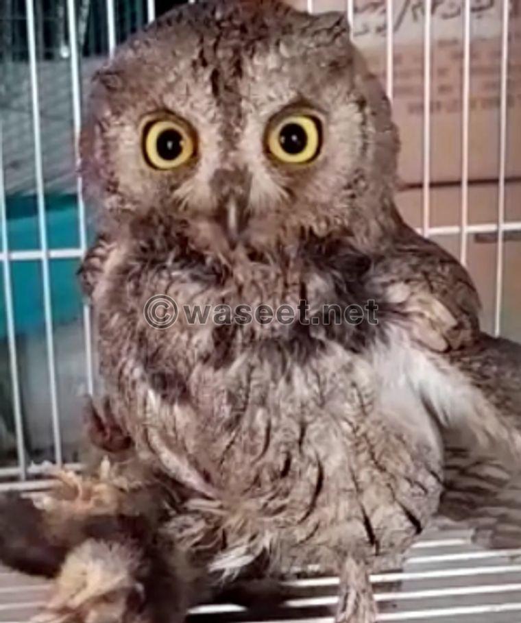 Pet owl for sale 0