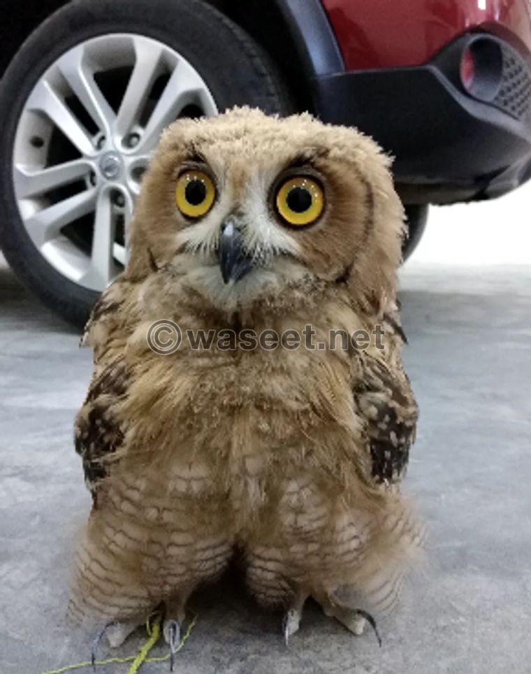6 month old owl 0
