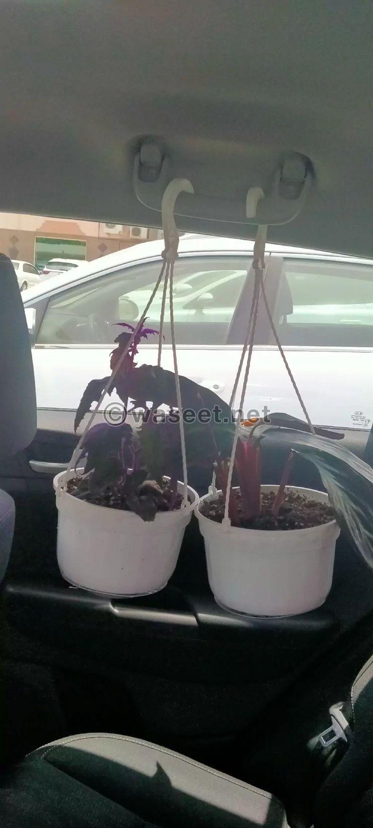 Sell ​​all plants 1