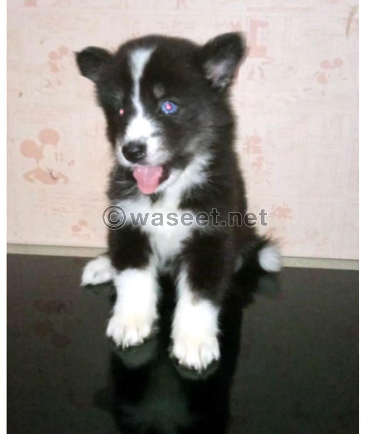 Husky puppy for sale 0