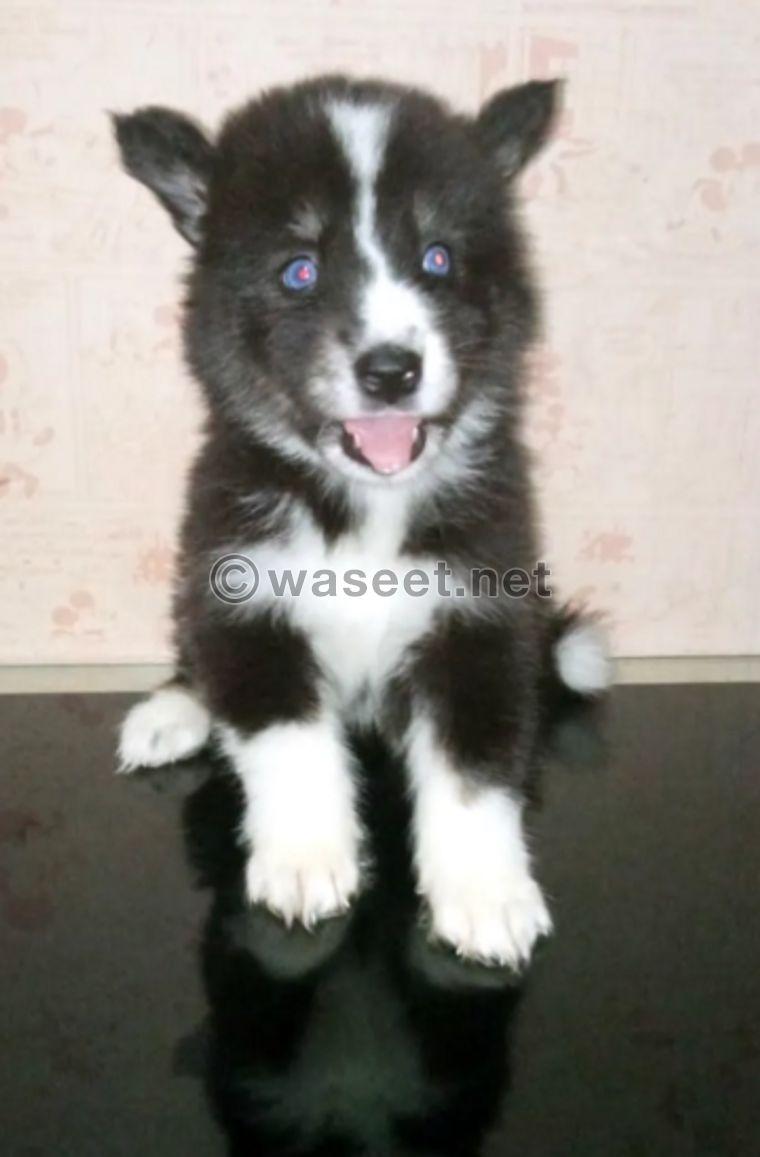 Husky puppy for sale 1