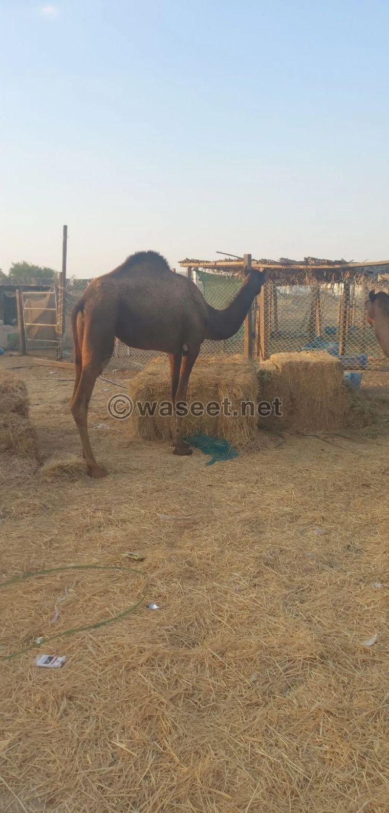 Two-year-old camels for sale 0