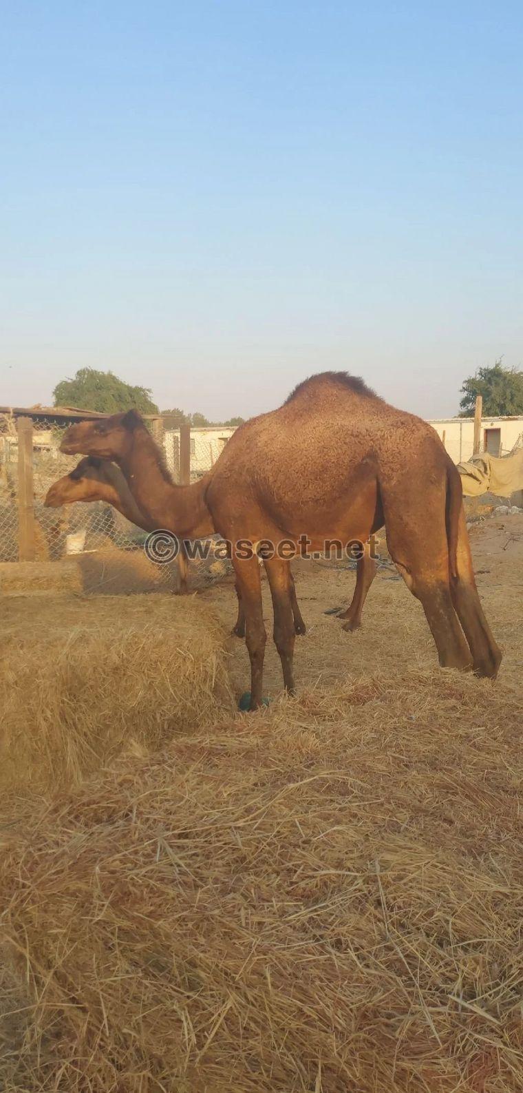 Two-year-old camels for sale 1