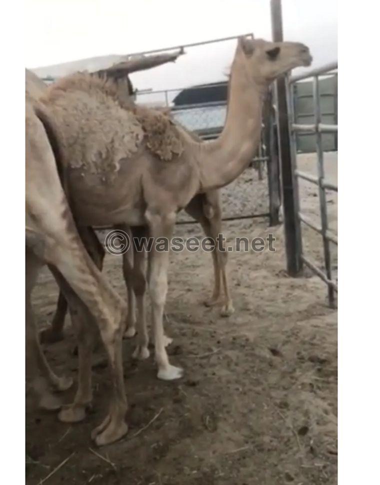 Good and fat camel for sale 0