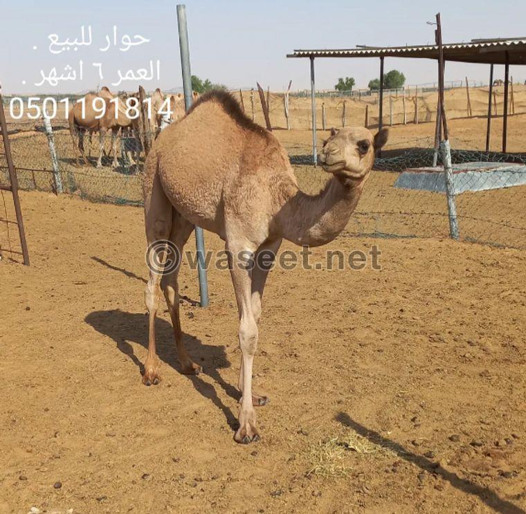 Camel for sale 0