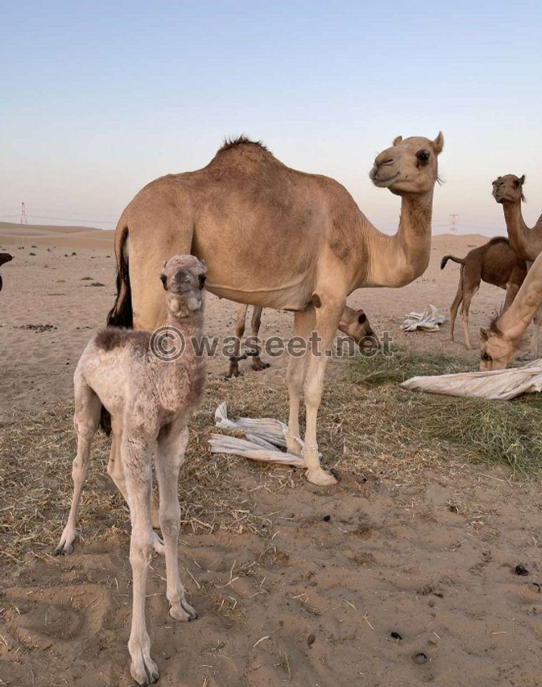 Camel and its successor for sale 0