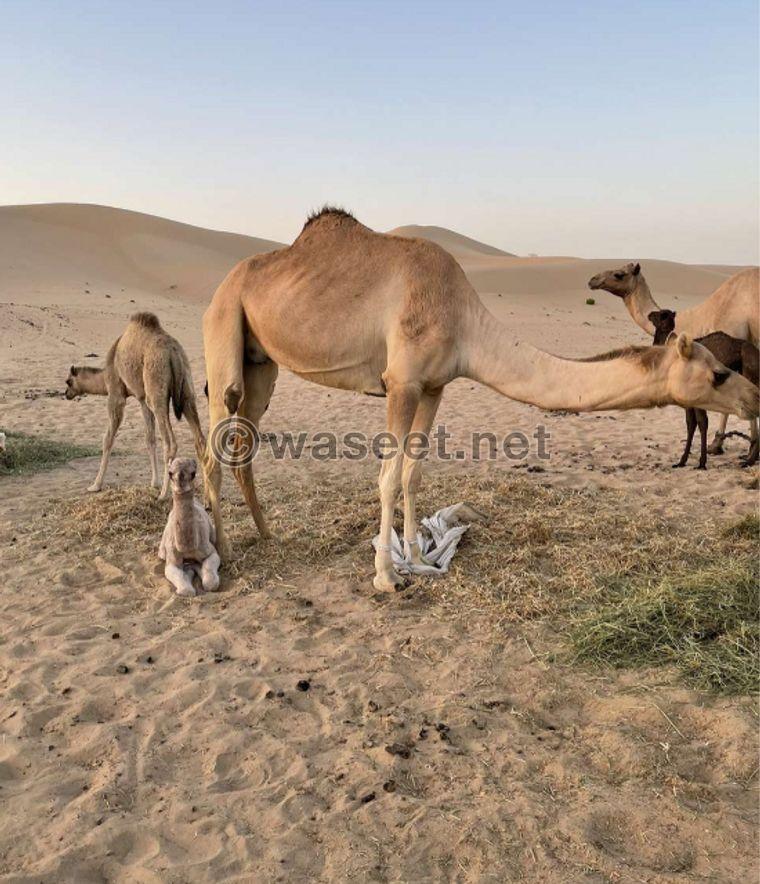Camel and its successor for sale 1