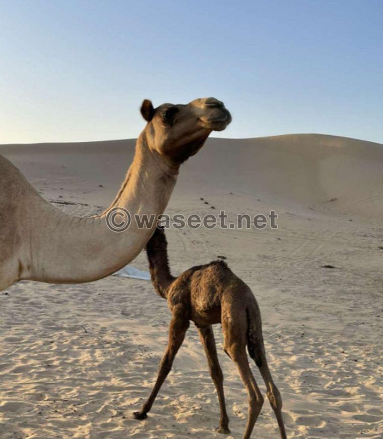 Camel and its successor for sale 2