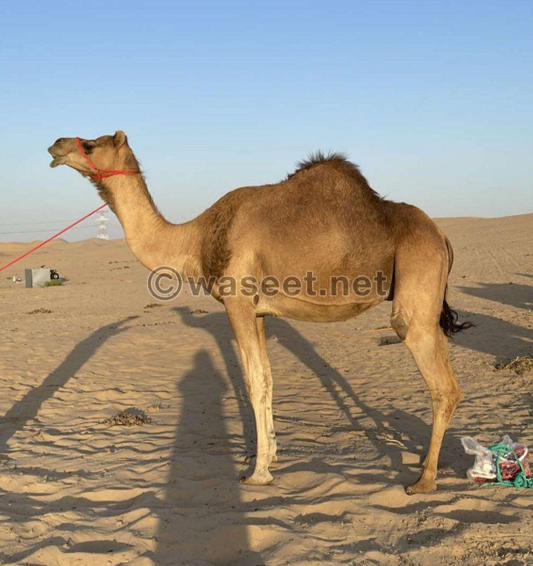 Camel and its successor for sale 3