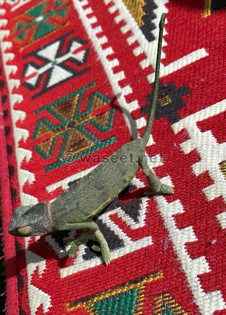 A 4-month-old chameleon 0