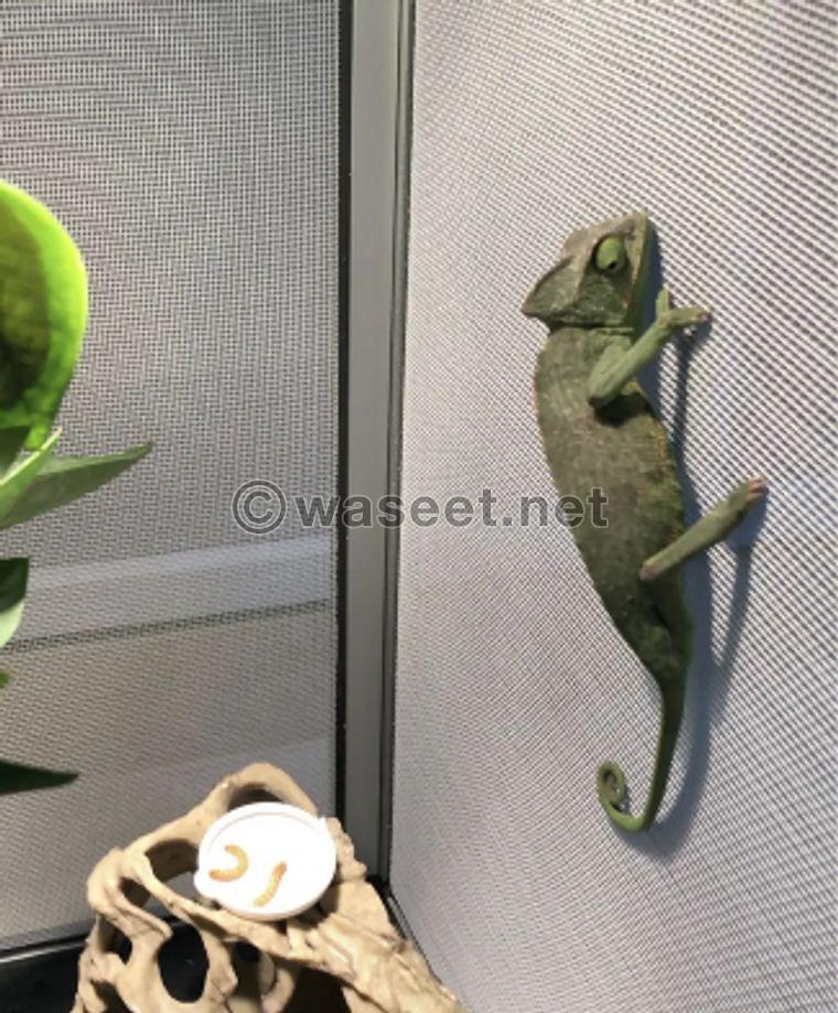 A 4-month-old chameleon 1