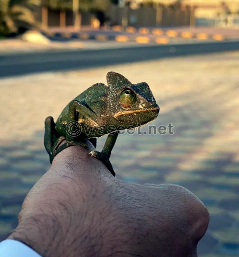 A 4-month-old chameleon 2