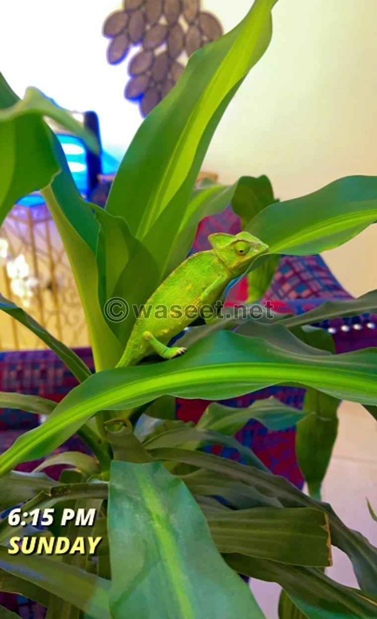A 4-month-old chameleon 3