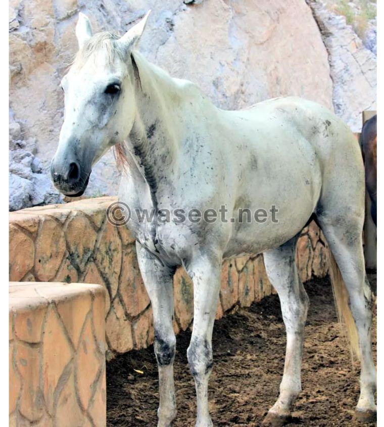 Beautiful horse for sale 0