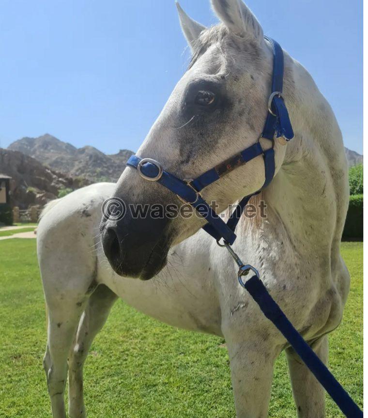 Beautiful horse for sale 1