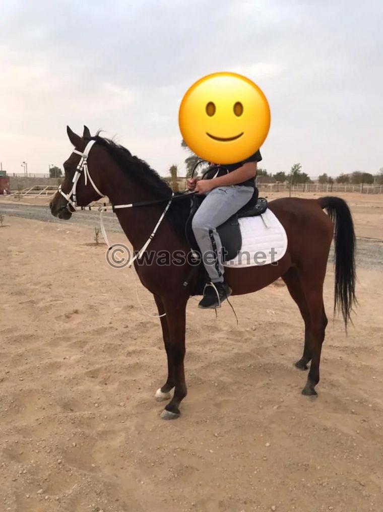 حصان عربي للبيع 0