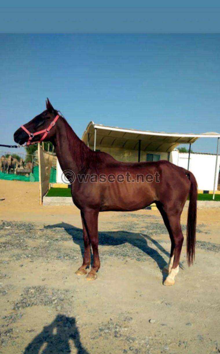 Horse for sale 0