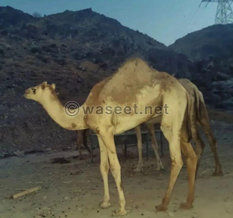 camels for sale 0