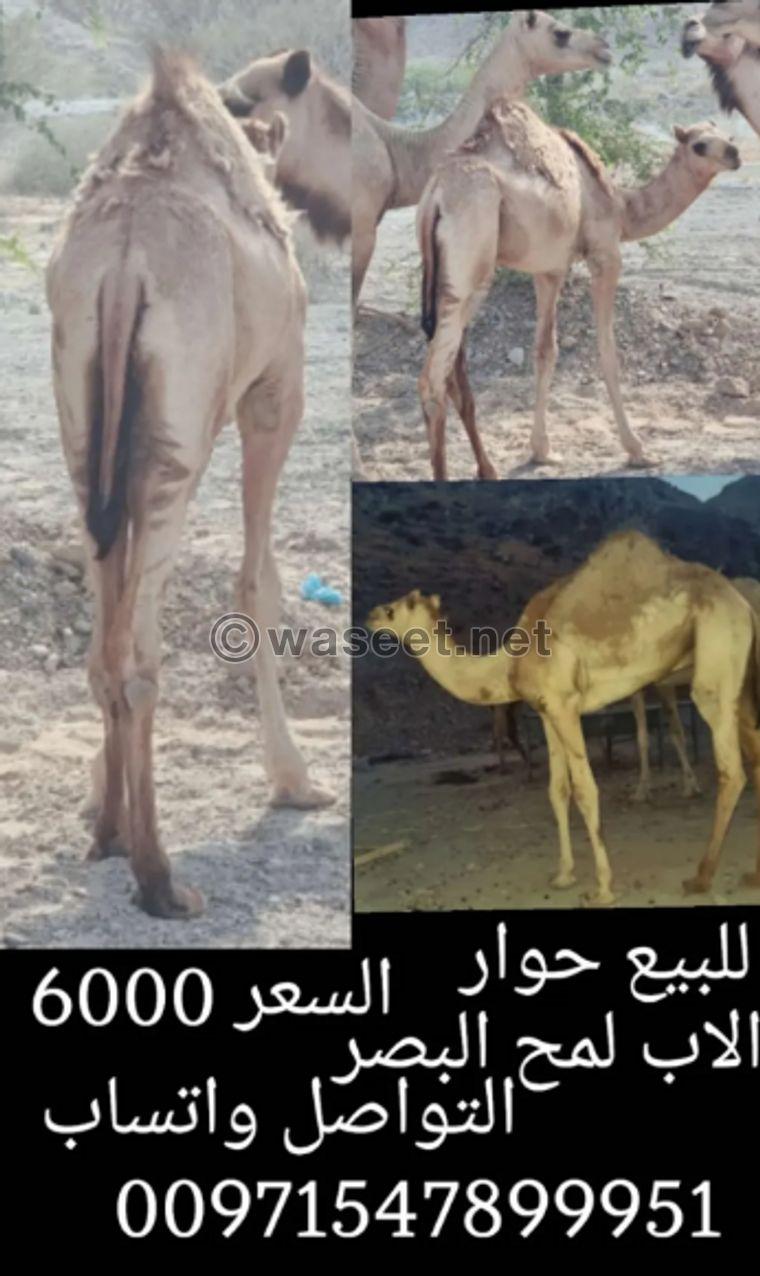 camels for sale 1