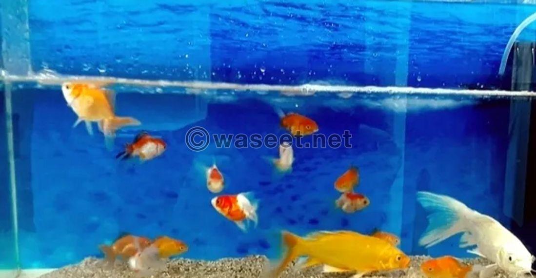 Large aquarium 0