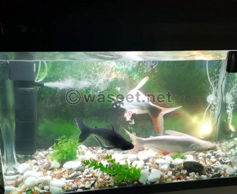 fish tank for sale 0