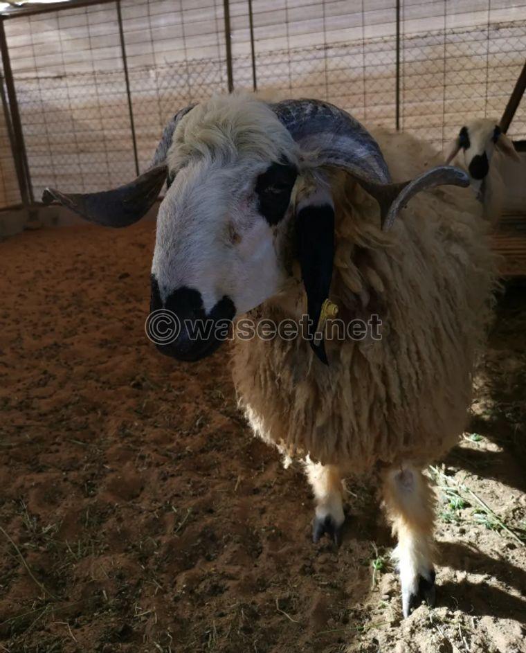 Naimi sheep for sale 0