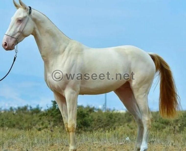 Russian horses for sale 0