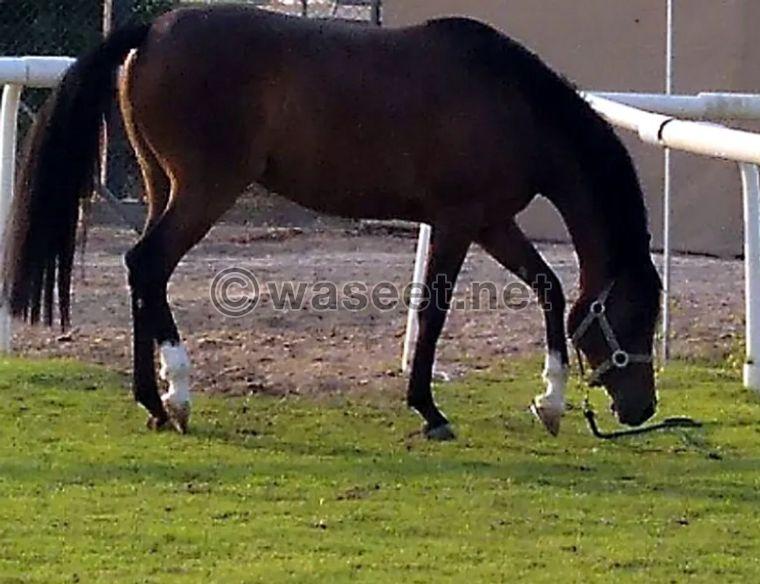 Arabian horse 3 years old 1