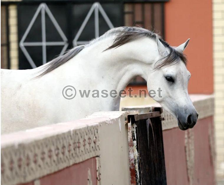 Arabian gamel horses for sale 0